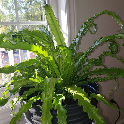 火焰鳥巢蕨|Asplenium nidus variegated 花葉鳥巢蕨